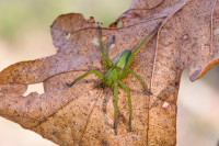 /album/foto-adriano/ragno-micrommata-virescens-jpg/